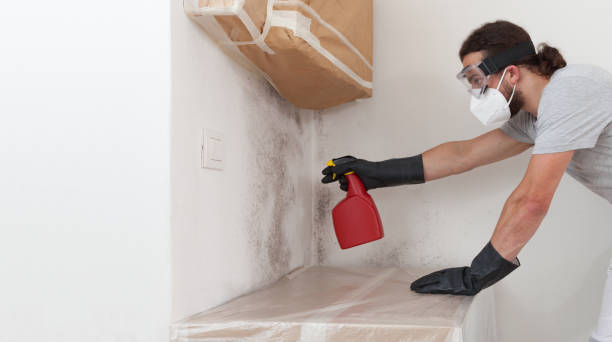 Professional Black Mold Removal technician working in Swanton, MD