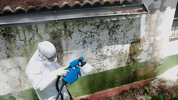 Trusted Black Mold Removal service in Swanton, MD - Cheap Mold Removal